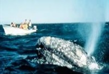 Majestic Whale Watching Adventure